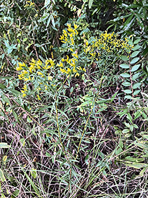 Euthamia leptocephala (Bushy goldentop) #89936