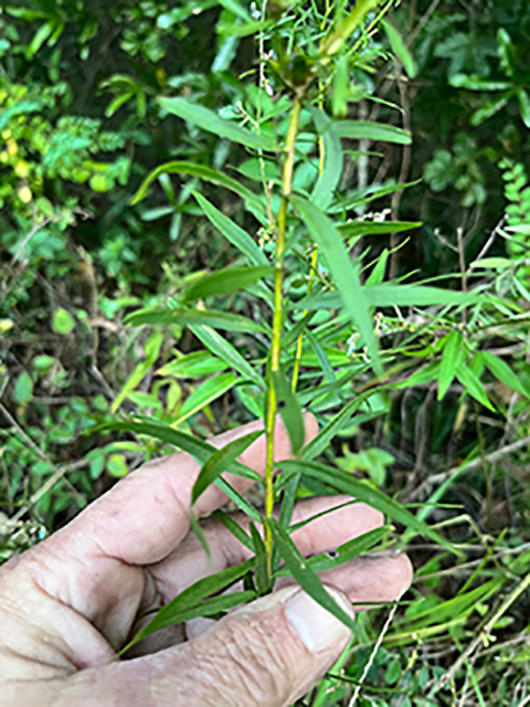 Euthamia leptocephala (Bushy goldentop) #89937