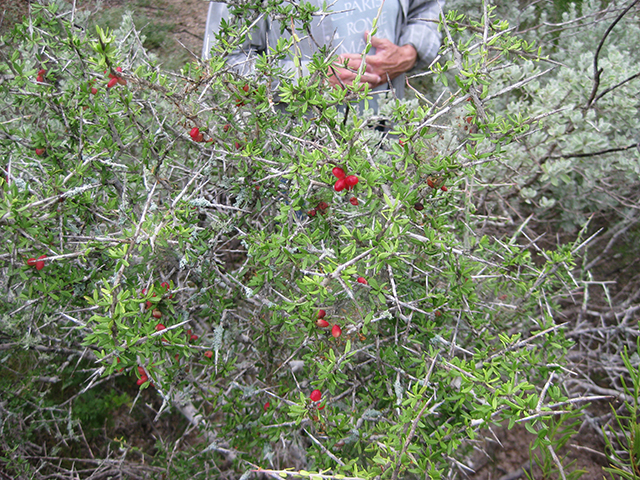 Castela erecta ssp. texana (Texan goatbush) #76287