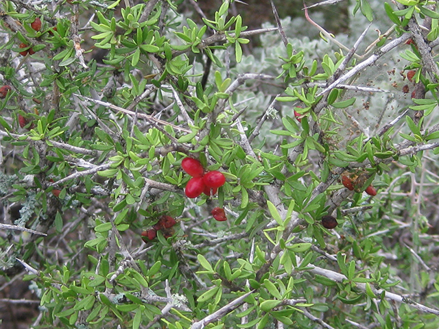Castela erecta ssp. texana (Texan goatbush) #76288