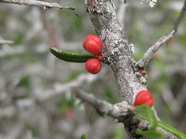 Castela erecta ssp. texana (Texan goatbush) #76297