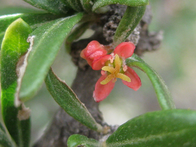 Castela erecta ssp. texana (Texan goatbush) #76300