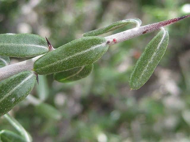 Castela erecta ssp. texana (Texan goatbush) #76301