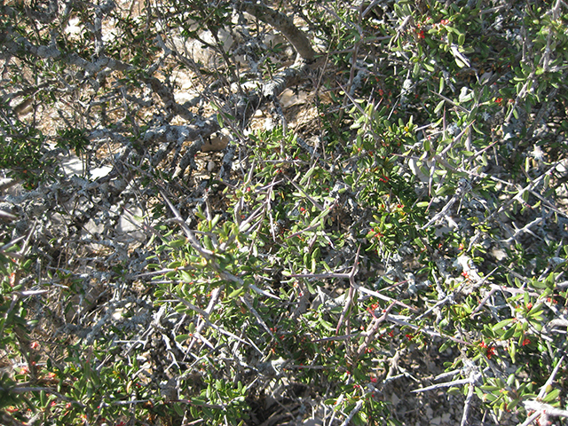 Castela erecta ssp. texana (Texan goatbush) #76314