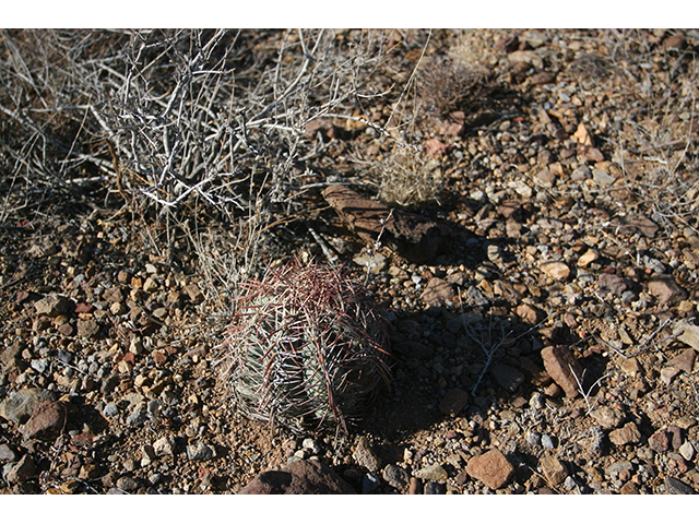 Echinocactus horizonthalonius (Devilshead) #76372