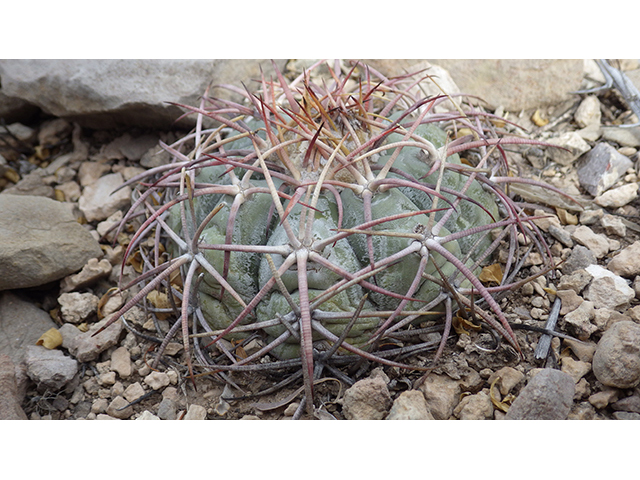 Echinocactus horizonthalonius (Devilshead) #76387