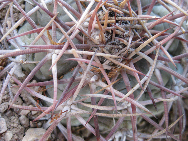 Echinocactus horizonthalonius (Devilshead) #76401