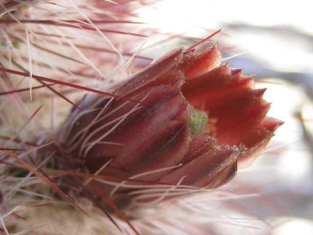 Echinocereus russanthus (Brownspine hedgehog cactus) #76408
