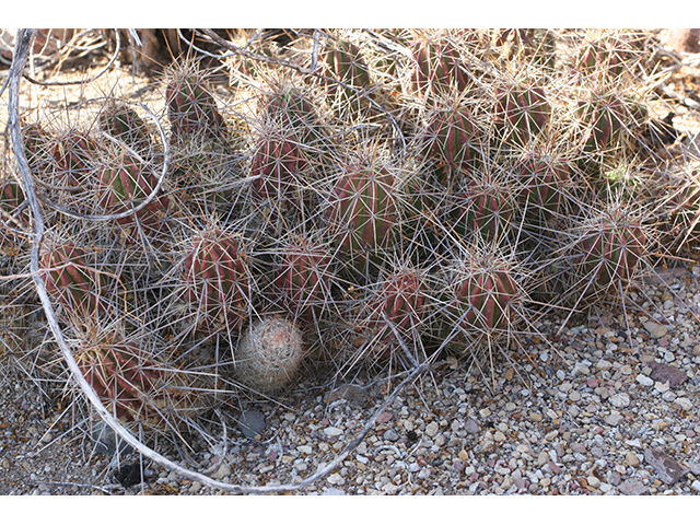 Echinocereus russanthus (Brownspine hedgehog cactus) #76410