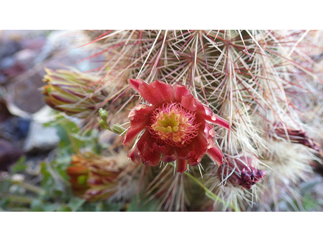 Echinocereus viridiflorus (Nylon hedgehog cactus) #76448