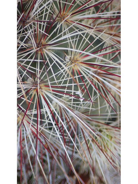 Echinocereus viridiflorus (Nylon hedgehog cactus) #76458