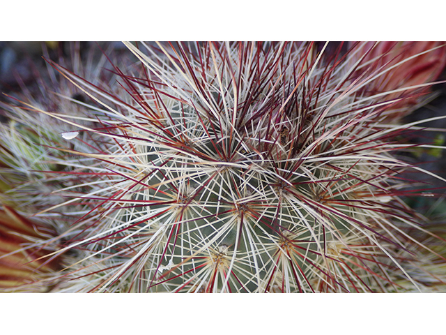 Echinocereus viridiflorus (Nylon hedgehog cactus) #76459