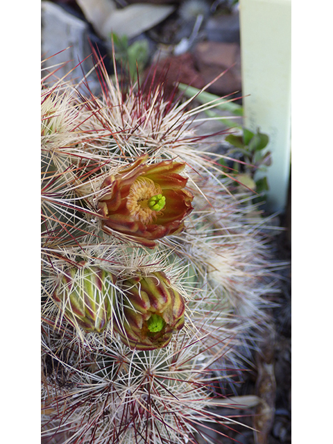 Echinocereus viridiflorus (Nylon hedgehog cactus) #76462