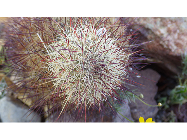 Echinocereus viridiflorus (Nylon hedgehog cactus) #76463