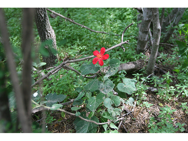 Hibiscus martianus (Heartleaf rosemallow) #76525