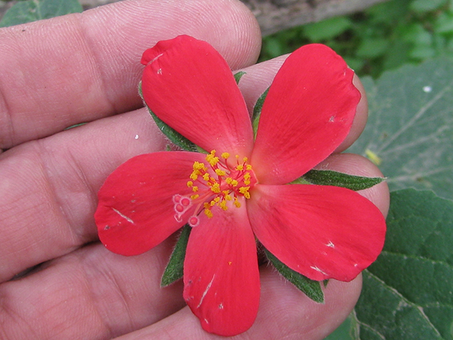 Hibiscus martianus (Heartleaf rosemallow) #76526