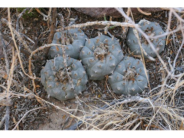 Lophophora williamsii (Peyote) #76592
