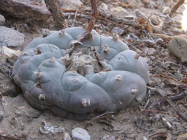 Lophophora williamsii (Peyote) #76595