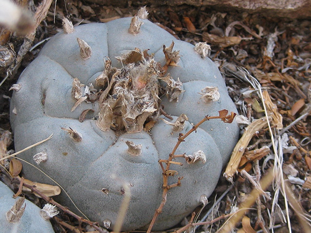Lophophora williamsii (Peyote) #76597