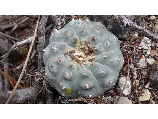Lophophora williamsii (Peyote) #76612