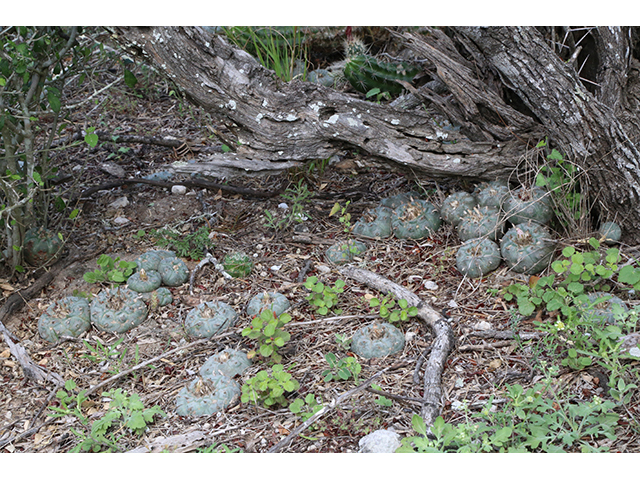Lophophora williamsii (Peyote) #76624
