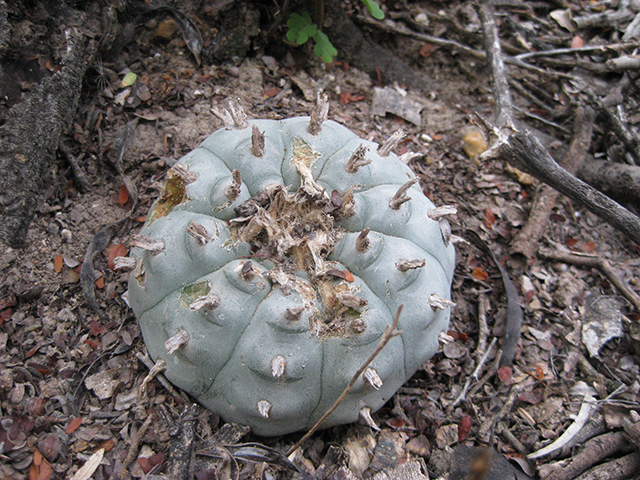 Lophophora williamsii (Peyote) #76629