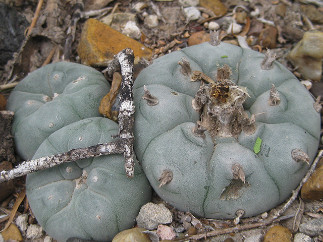 Lophophora williamsii (Peyote) #76630