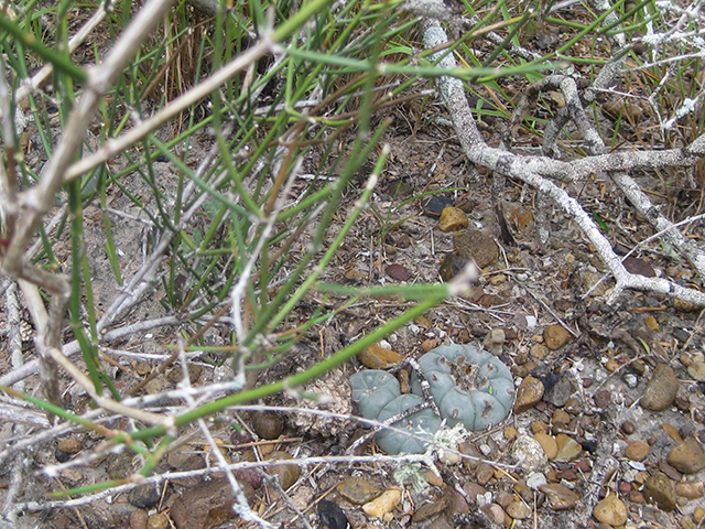 Lophophora williamsii (Peyote) #76631