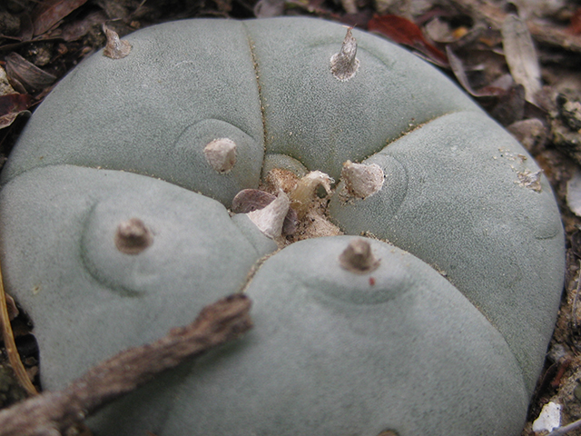 Lophophora williamsii (Peyote) #76632