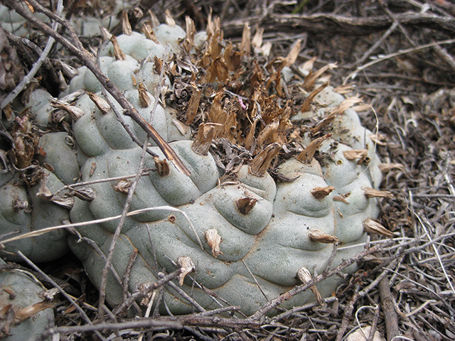 Lophophora williamsii (Peyote) #76647