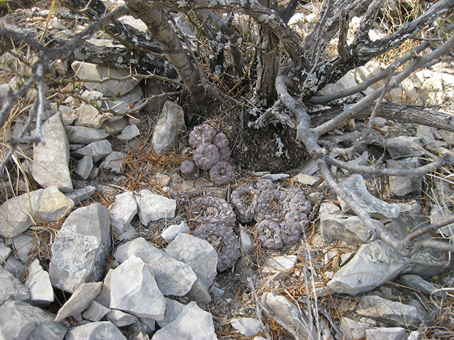 Lophophora williamsii (Peyote) #76653