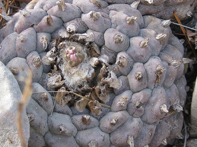 Lophophora williamsii (Peyote) #76655