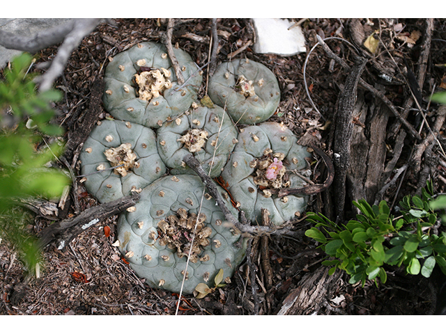 Lophophora williamsii (Peyote) #76694