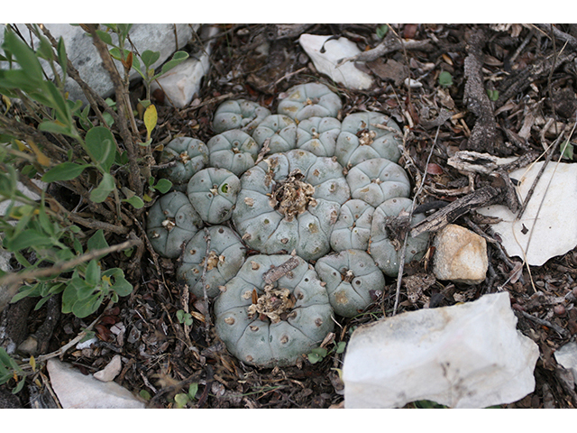 Lophophora williamsii (Peyote) #76695