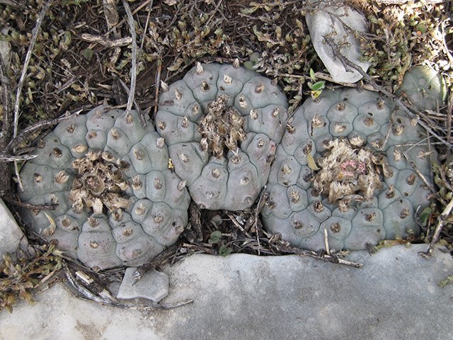 Lophophora williamsii (Peyote) #76698