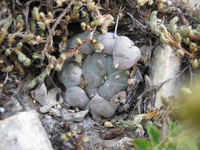 Lophophora williamsii (Peyote) #76701