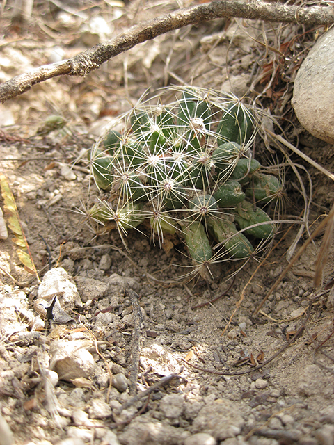 Mammillaria sphaerica (Longmamma nipple cactus) #76730