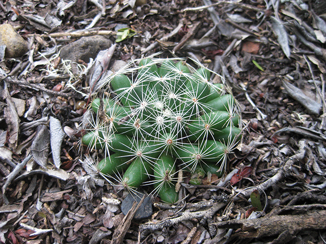 Mammillaria sphaerica (Longmamma nipple cactus) #76731