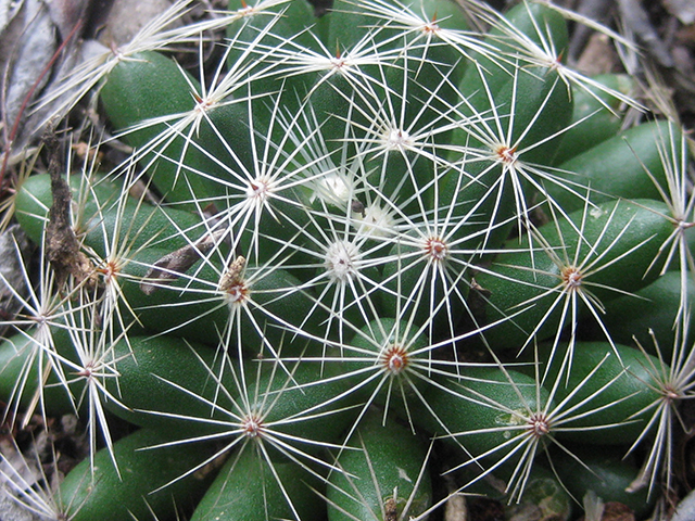Mammillaria sphaerica (Longmamma nipple cactus) #76732