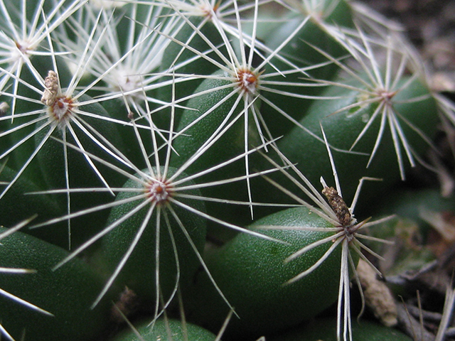 Mammillaria sphaerica (Longmamma nipple cactus) #76733