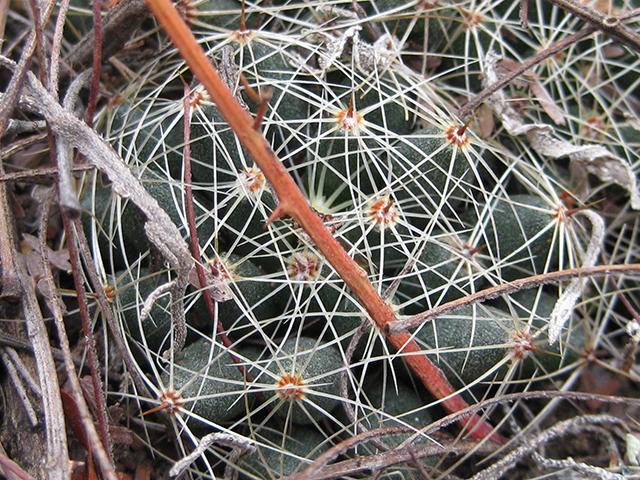 Mammillaria sphaerica (Longmamma nipple cactus) #76734