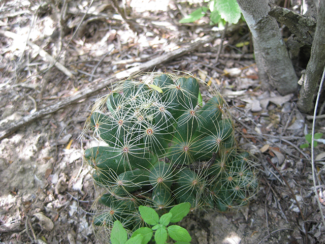 Mammillaria sphaerica (Longmamma nipple cactus) #76736