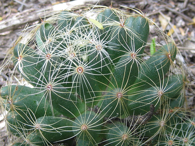 Mammillaria sphaerica (Longmamma nipple cactus) #76737