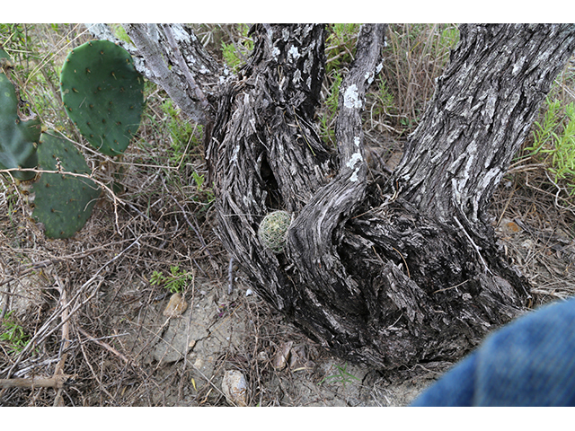 Mammillaria sphaerica (Longmamma nipple cactus) #76738