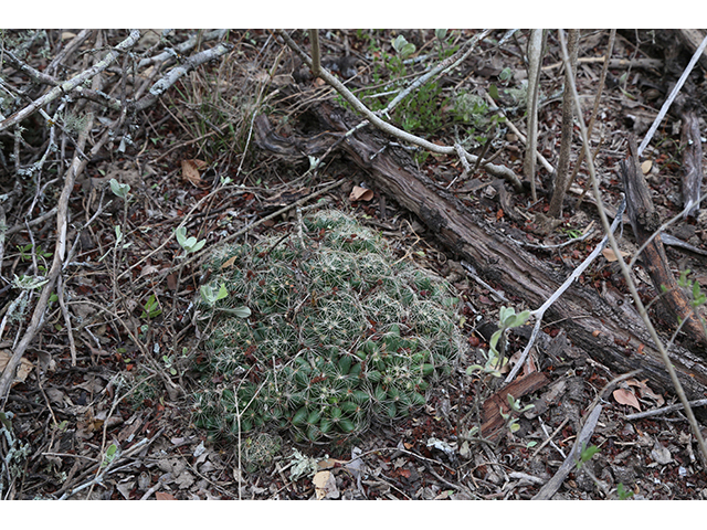 Mammillaria sphaerica (Longmamma nipple cactus) #76739