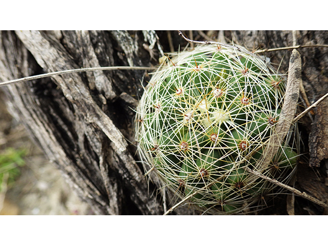 Mammillaria sphaerica (Longmamma nipple cactus) #76741