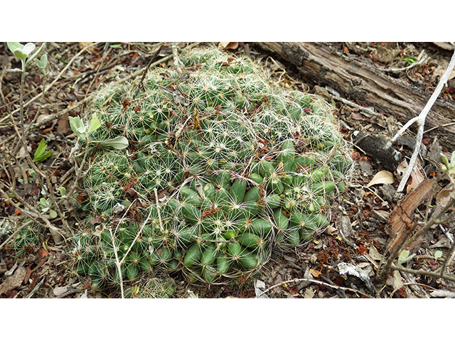 Mammillaria sphaerica (Longmamma nipple cactus) #76742