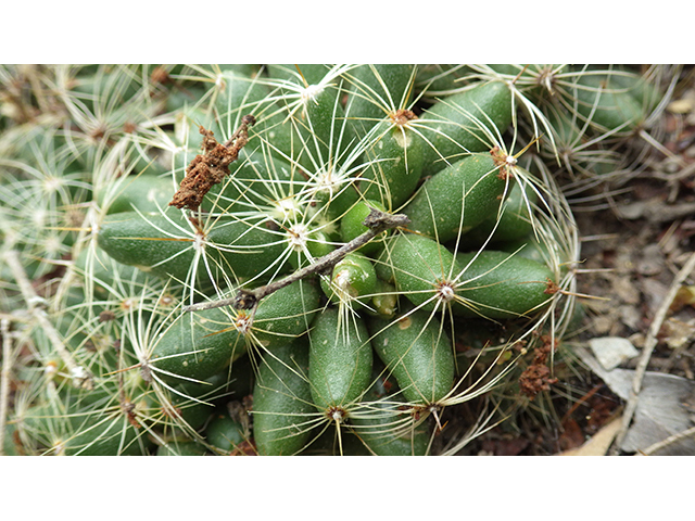 Mammillaria sphaerica (Longmamma nipple cactus) #76743