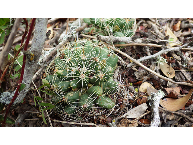 Mammillaria sphaerica (Longmamma nipple cactus) #76744