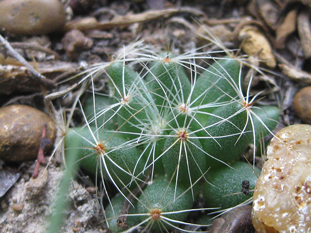 Mammillaria sphaerica (Longmamma nipple cactus) #76745